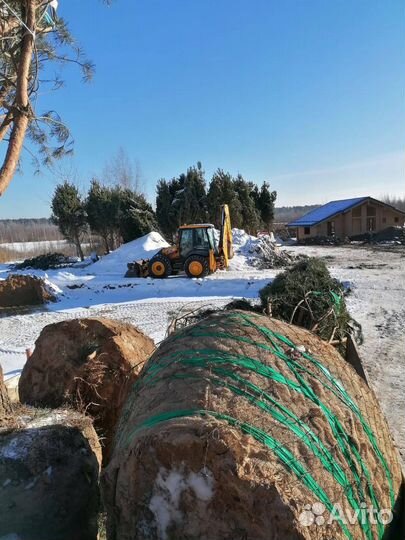 Ель обыкновенная