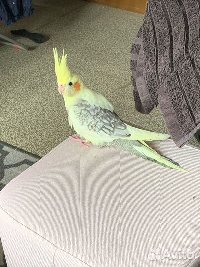 Попугай корелла мальчик ручной с клеткой