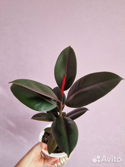 Фикус черный принц