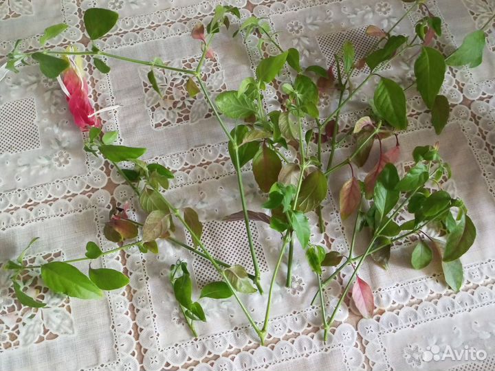 Белопероне