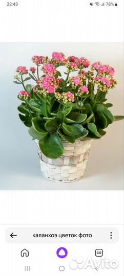 Черенки, каланхоэ цветущий