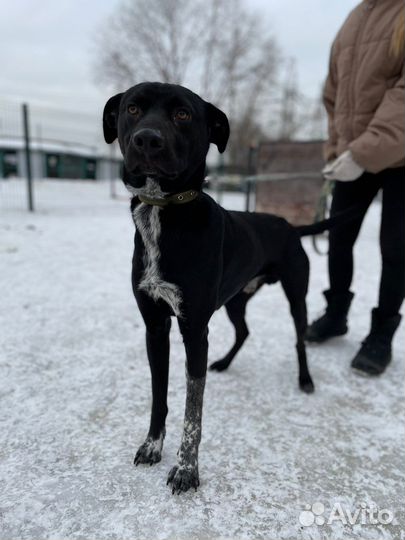 Классный и красивый пёс мечтает о доме