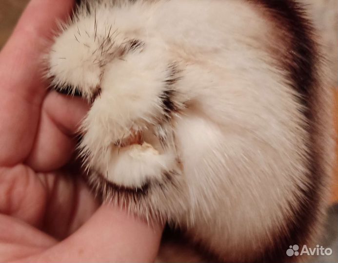 Берет норковый