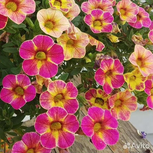 Калибрахоа