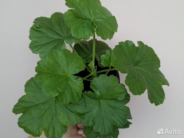 Герань Australian pink rosebud