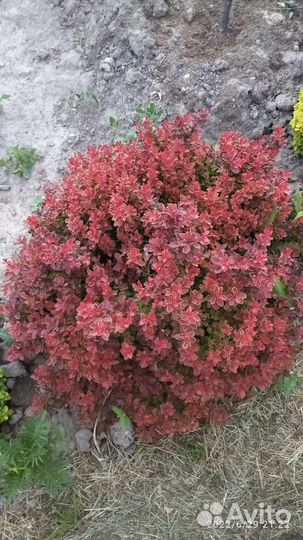 Саженцы садовых декоративных растений