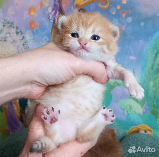 Золотая шиншилла