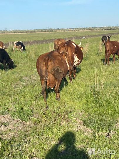 Коровы дойные молочные