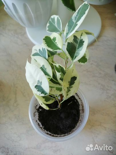 Фикус бенджамина белый