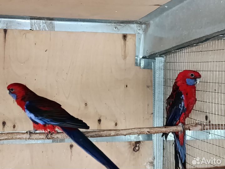 Пенантовые и рубиновые розеллы (пары)