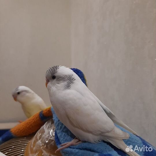 Волнистый попугай ручной