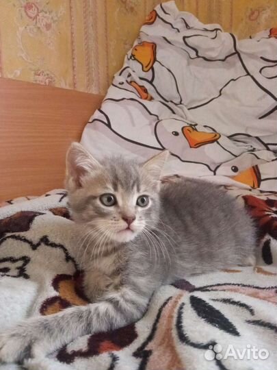 Кошки в добрые руки бесплатно