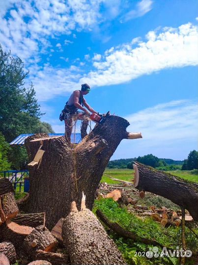 Спиливание деревьев любой сложности