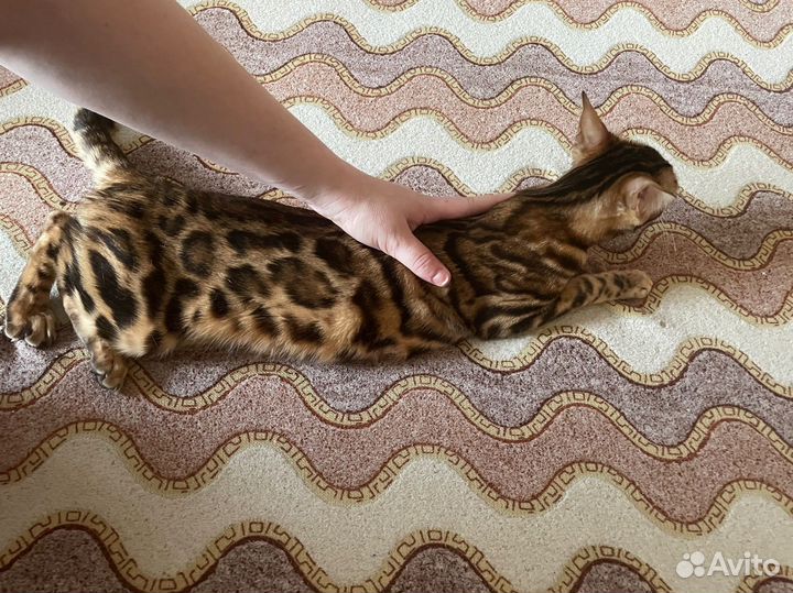 Бенгальская кошка