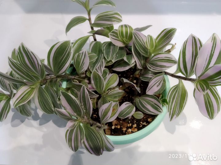 Традесканция