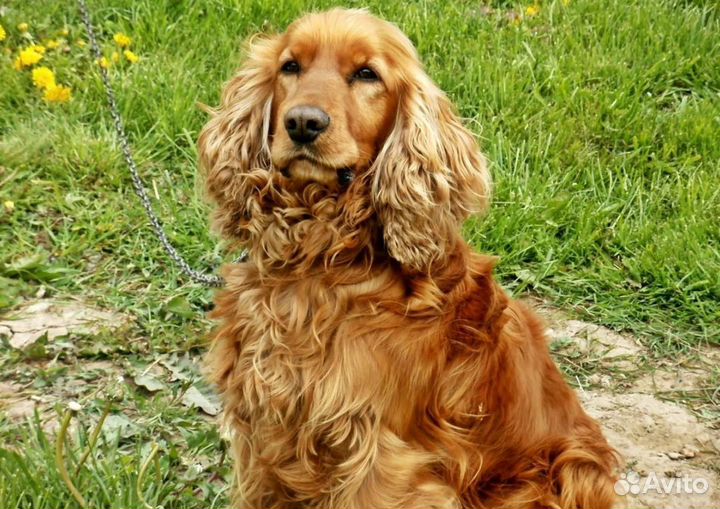 Передержка домашних животных