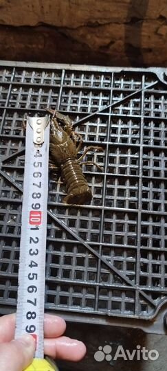 Донской Рак