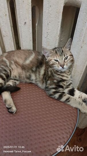 Бенгальская кошка бесплатно