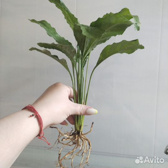 Спатифиллум
