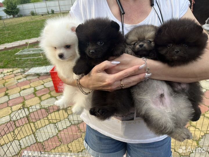 Щенки шпица мини
