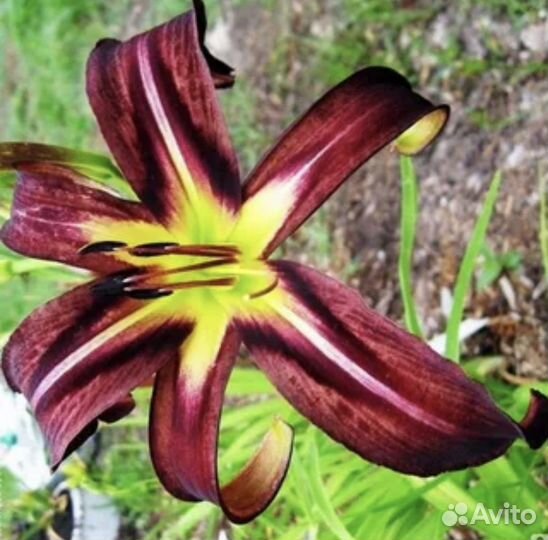 Лилейники разные сорта