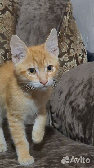 Рыжий котенок