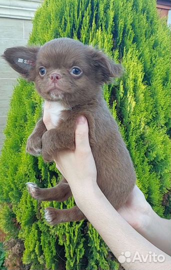 Чихуахуа мальчик дш Дон