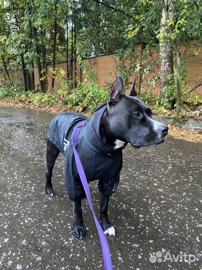 Куртка дождевик для собак