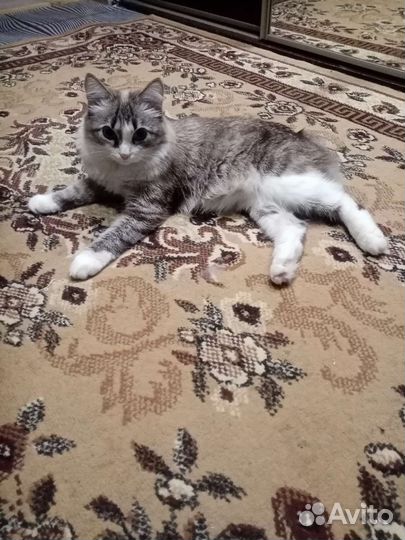 Курильский бобтейл