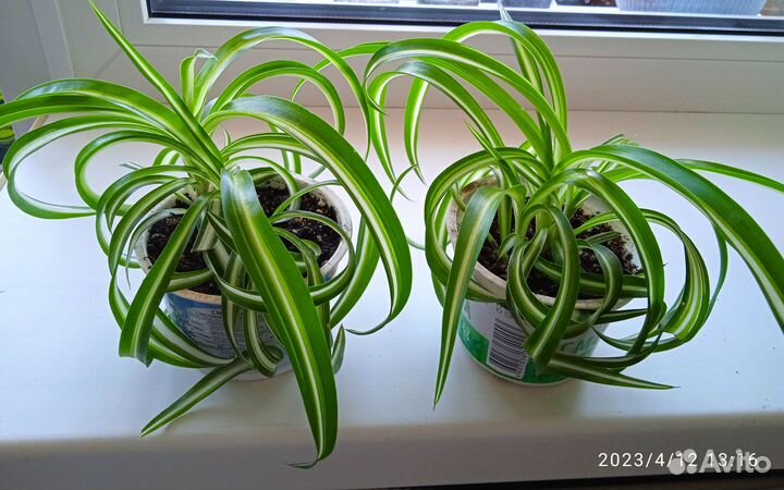 Хлорофитум Кудрявый Бонни