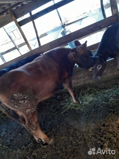 Бычки и телята