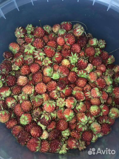 Клубника полевая