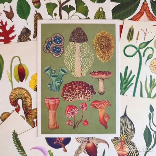 Ботаническая иллюстрация. Открытки