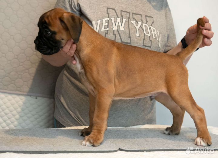 Щенки немецкого боксера