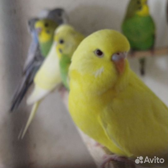 Волнистый попугай молодые только из гнезда вышли