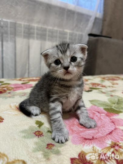 Шотландская