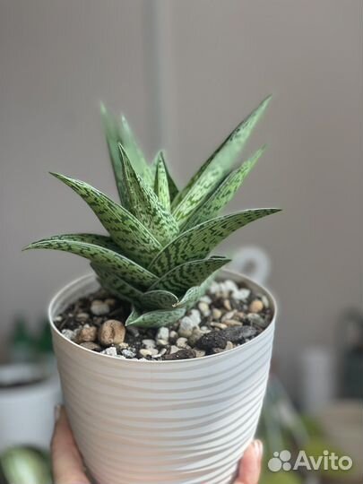 Сортовое Алоэ Вариегата Трибал