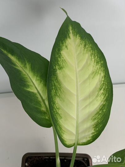 Диффенбахия Камилла