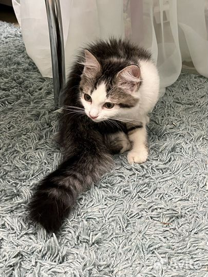 Котенок (мальчик)