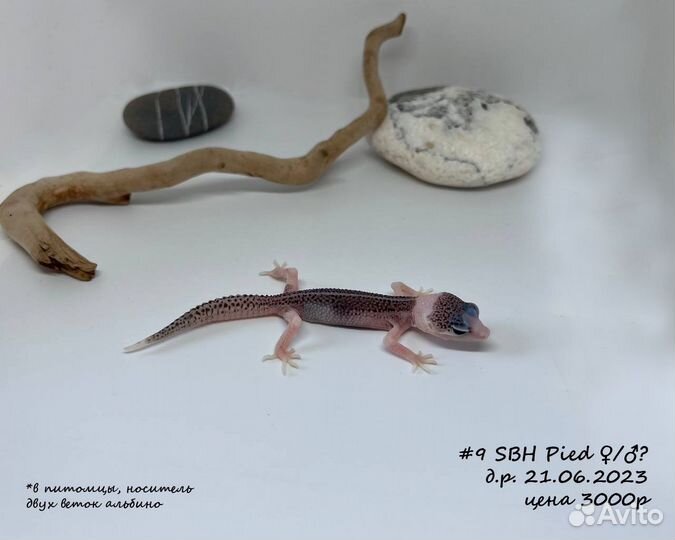 Геккон эублефар