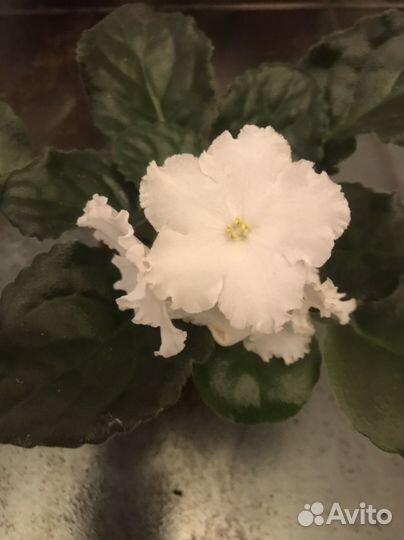 Фиалки сортовые