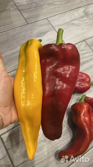 Семена перца Леся, Деголе, Минусинские томаты