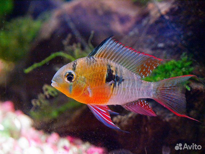 Апистограмма рамирези, какаду