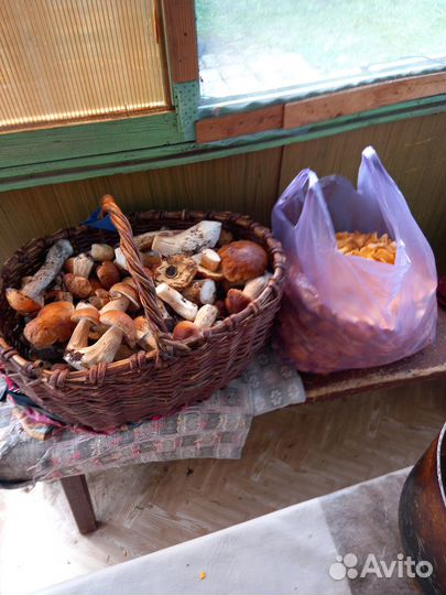 Белые грибы