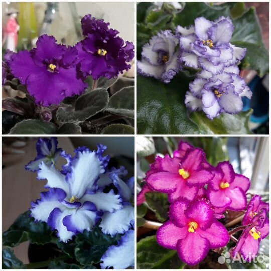 Фиалка. Глоксиния