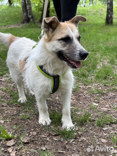 Трогательная Снежка ищет дом, в добрые руки