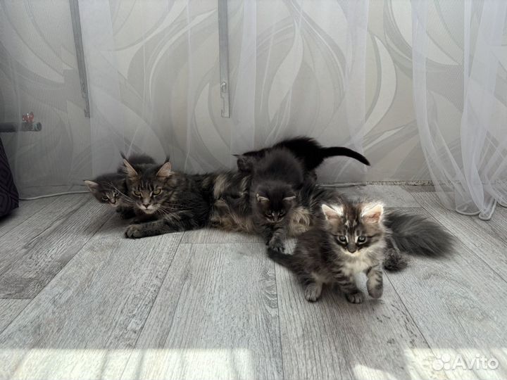 Котята