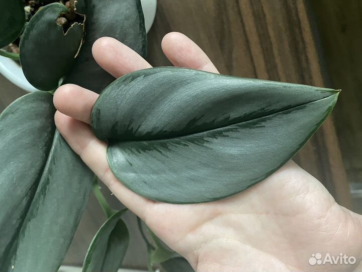 Сциндапсус мунлайт