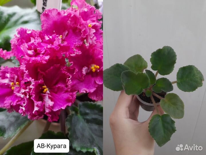 Сортовые фиалки