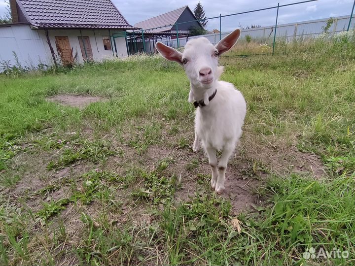 Козлик и козочка зааненские